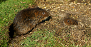 Campagnol terrestre ou rat taupier : comment lutter contre ce petit rongeur ?